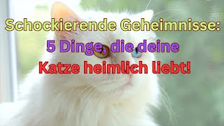 Schockierende Geheimnisse 5 Dinge die deine Katze heimlich liebt [upl. by Ylak]