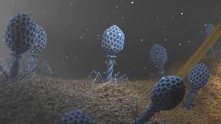 T4 Phage attacking Ecoli [upl. by Aiki]