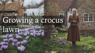 How to Grow a Crocus Lawn  Autumn Bulb Growing Tips for Winter Flowers [upl. by Anawak]