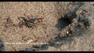 Spider wasp  Life cycle [upl. by Yelsnia]