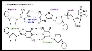 Nucleotides OCR A ALevel Biology Revision Module 213 Nucleotides and nucleic acids [upl. by Gilletta941]