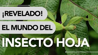 Dónde VIVE el INSECTO HOJA y QUÉ COME 🌿 🌍✨ [upl. by Heinrik]