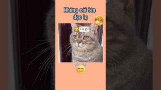 gọi đúng mới nghe nhá🤣 shorts kenhcuanam pets dog cat funnyvideo [upl. by Nylirak]