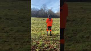 chasse au chevreuil 🦌 chien chasse chevreuil carabine [upl. by Foah320]