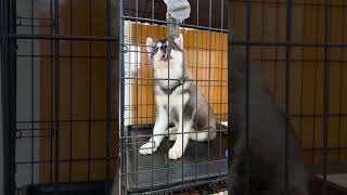 可愛い水飲み💕3ヶ月のシベリアンハスキー子犬 シベリアンハスキー husky 犬 siberianhusky かわいい huskypuppy 子犬 癒し シベリアンハスキー子犬 [upl. by Annoya]