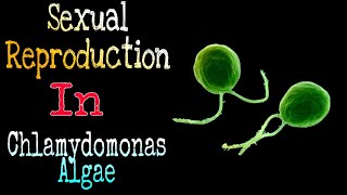 sexual reproduction in chlamydomonas [upl. by Alios]