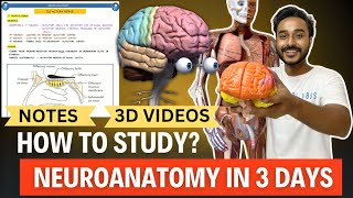 Neuroanatomy in 3 Days  How to study Neuroanatomy mbbs 1st Year [upl. by Aynuat]