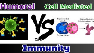 Humoral Immunity Vs Cell mediated Immunity  Clear Comparison [upl. by Bilac]