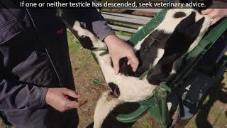 Lamb Marking Best Practice Series Castration [upl. by Acinoryt449]