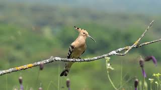 Gõ kiến đầu rìu hót mồi chuẩn rừng  Eurasian hoopoe [upl. by Darryn]