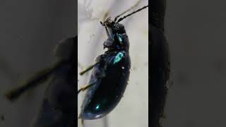 Exploring Cobalt milkweed beetle under a Microscope [upl. by Naleek168]