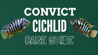 CONVICT CICHLID CARE GUIDE [upl. by Euqinitram59]