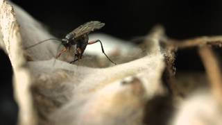 Ichneumon wasp ovipositing closeup [upl. by Atinit]