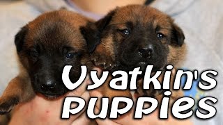 Belgian shepherd quotVyatkins Malinoisquot puppies Full HD [upl. by Liggitt]