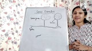 class 7 NCERT Ch Reproduction in Plants Asexual reproduction Spore Formation [upl. by Verlie]