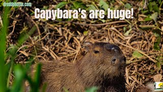 Information about Capybaras The largest rodent in the world found in Brazils Pantanal [upl. by Aelam787]