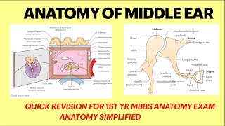 Middle ear anatomy  Boundaries of middle ear Middle ear mnemonics  Anatomy  ENT  1st yr MBBS [upl. by Acenom]