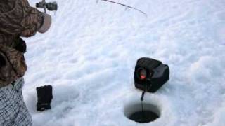 Lake Winnipeg ice fishing walleye using a Marcum LX3 [upl. by Calv554]