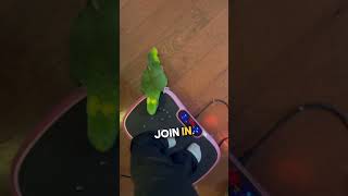 Parrot Loves Hopping on Vibration Plate 🦜 🤣 [upl. by Eytteb877]