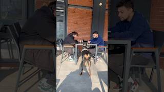 Doberman başka masalardan yemek çalıyo 😱😂 dog doberman [upl. by Enyaz]