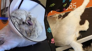 Grooming a Lhasa Apso Goes Wrong [upl. by Colwell196]