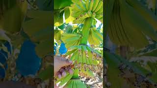 BANANA FLOWER REMOVAL highlights subscribers tutorial [upl. by Ayam]