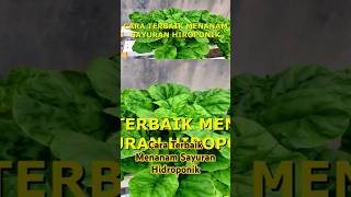 Cara Terbaik Menanam Sayuran Hidroponik shorts hidroponikpemula hidroponik hidroponiksederhana [upl. by Inaffets]