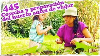 🌱 Cosecha y preparación del huerto antes de viajar 🌱  Mandarina con Mate [upl. by Nessaj]