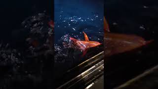 Longline fishermen catch the CRAZIEST stuff shorts fish tuna swordfish opah viral [upl. by Aienahs]