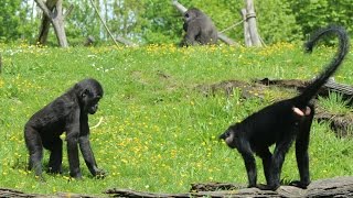 Westelijke laaglandgorillas amp kuifmangabeys  Western lowlandgorillas amp black mangabeys  GaiaZOO [upl. by Eirrehc]