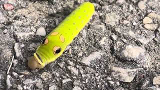 Spicebush sawllowtail caterpillar 🐛 ￼ [upl. by Ecinaej]