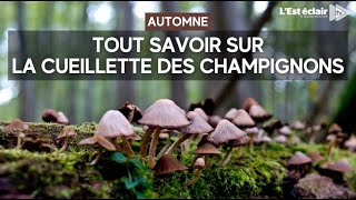 Tout savoir sur la cueillette des champignons grâce aux conseils dun expert [upl. by Ayanaj]