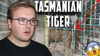 IS THIS A TASMANIAN TIGER IN 2020 [upl. by Ryan33]