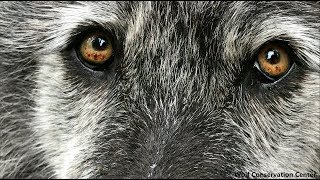 Look Into the Eyes of a Wolf [upl. by Sheela]