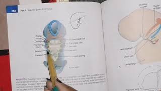 Development of head and Neck part 1 embryology [upl. by Atirres805]