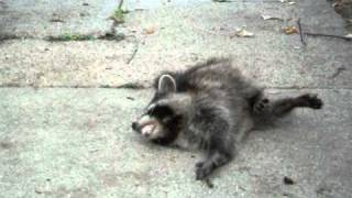 Raccon with distemper having a seizure [upl. by Leunamesoj]