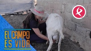 Algunas cabras de Chabeli tienen ubreros  El campo es vida [upl. by Thirzia]