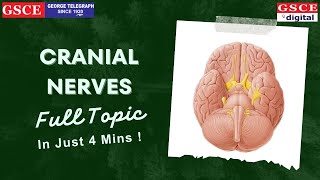 Cranial Nerves  Super Easy Short Trick  By Preetha Maam  Cranial Nerves List  Biology Class [upl. by Haleigh789]