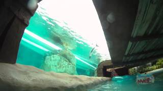 Loggerhead Lane lazy river POV at Aquatica SeaWorld Orlando [upl. by Rhetta]