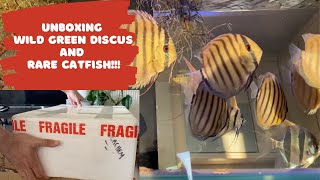 Unboxing Wild Green Discus and Rare Catfish [upl. by Arev]