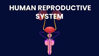 Human Reproductive System  Biology Animation  AK Educational World [upl. by Aiehtela303]