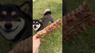 Cow trachea for dog🐮 dog dogfood dogshorts pet petfood animal animals nature love [upl. by Anitnamaid]