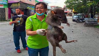 Top 10 Roedores Más Grandes e Impresionantes del Mundo 🐀​ RATAS GIGANTES 🐀​ [upl. by Hillegass]