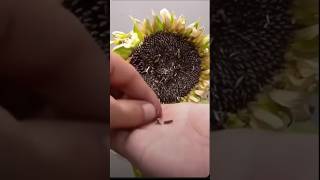 Grow Sunflowers FAST 🌻 Seed to Sprout in DAYS 🌱 GardeningTips SunflowerMagic Seeds [upl. by Sonnie]