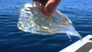 Fisherman Plucks Bizarre Translucent Wobbly Shrimplike Creature From The water Off New Zealand [upl. by Sale464]