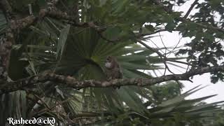 Mottiled wood owl കാലൻകോഴി woodowlമൂങ്ങ [upl. by Akcinahs]