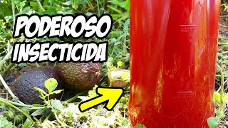 ¡El Mejor INSECTICIDA CASERO que Existe Combate Tus Plagas Con HUESO de 🥑  La Huerta de Ivan [upl. by Irovi]