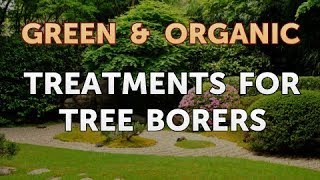 Treatments for Tree Borers [upl. by Lombard]