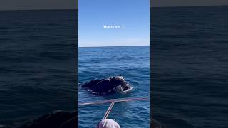 Temporada de ballenas unmatambritodeviaje argentina🇦🇷 puertopiramides puertomadryn [upl. by Idnyc850]