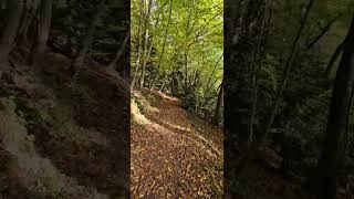 singletrail blackforest nature autumn colorful leaves [upl. by Maddeu]